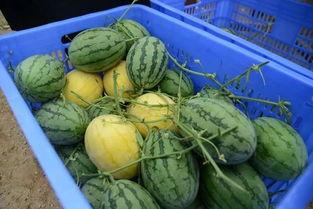 南安吃瓜群,揭秘网络社交背后的趣味与争议