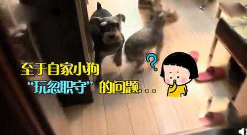 狗狗看戏吃瓜,萌宠视角下的娱乐圈风云