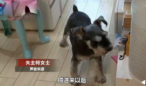 狗狗看戏吃瓜,萌宠视角下的娱乐圈风云