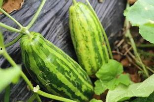 梦见路边摘瓜吃瓜好不好,路边摘瓜吃瓜预示吉凶