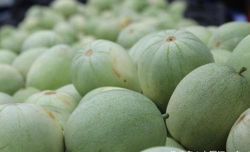 枝江瓜怎么吃,从传统到创新