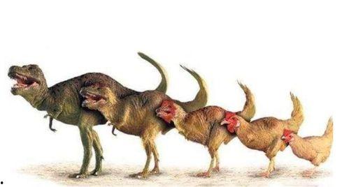 恐龙扛狼吃瓜,恐龙与狼的奇幻瓜田对决