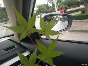 吃瓜群众猜汽车,猜车风云录