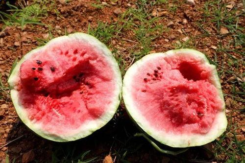 玉溪 吃瓜,瓜果飘香，品味生活之美