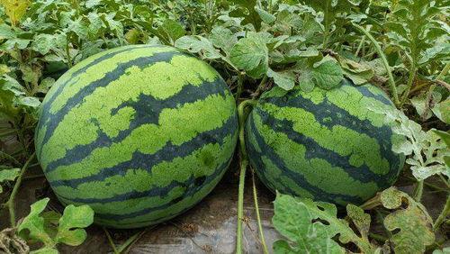 玉溪 吃瓜,瓜果飘香，品味生活之美