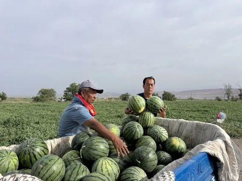 潼关吃瓜,探寻地方特色美食之旅