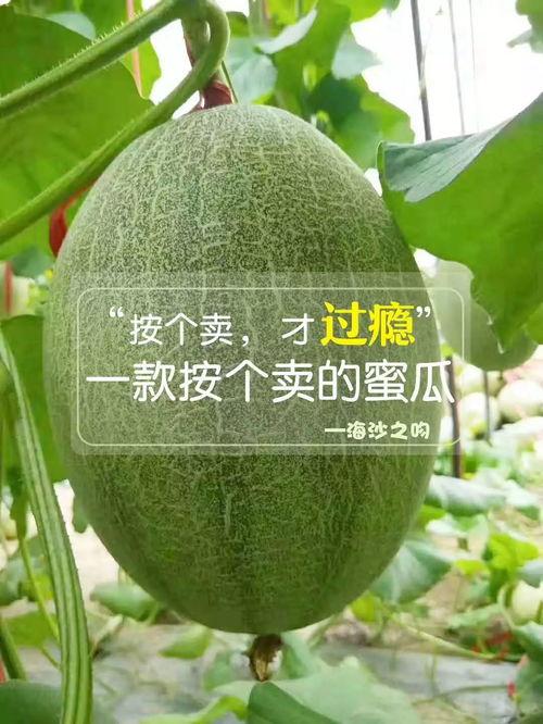 qa吃瓜群,网络社交新现象背后的故事