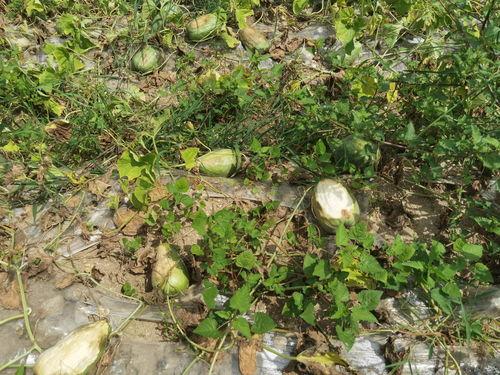 台州吃瓜社,揭秘台州美食圈的那些事儿