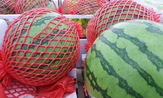 吃瓜切块器,吃瓜切块器带你轻松掌握热点资讯