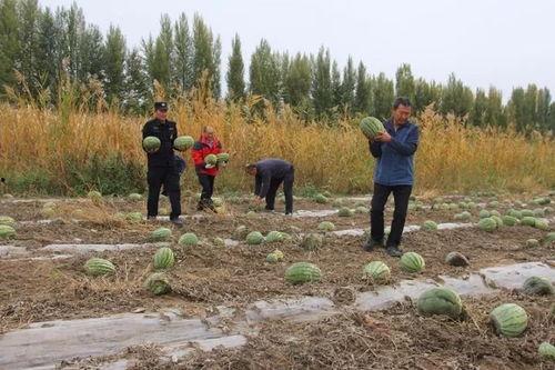 榆中吃瓜群众,揭秘当地生活百态