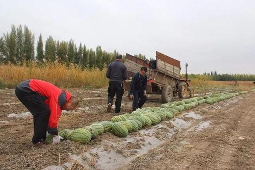 榆中吃瓜群众,揭秘当地生活百态