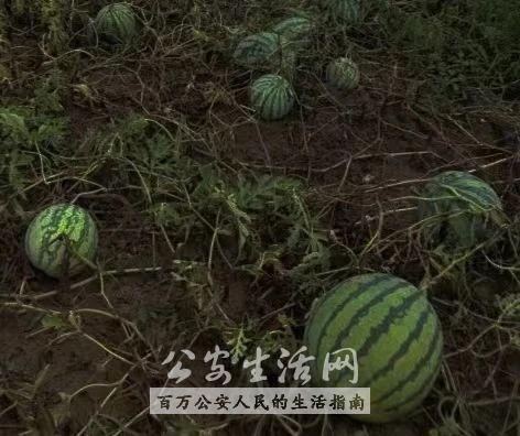 大半夜偷瓜吃,一场神秘的大半夜瓜果盛宴