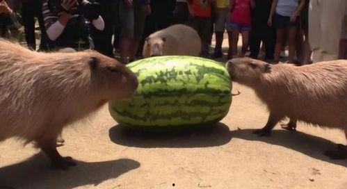 吃瓜挣钱速,吃瓜群众也能轻松赚钱的秘诀揭秘