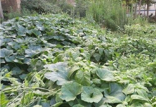 瓜藤吃瓜视频,揭秘网络热门视频背后的故事与真相