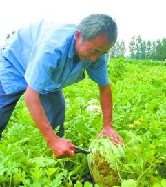 田间吃瓜照片,夏日田园的甜蜜瞬间