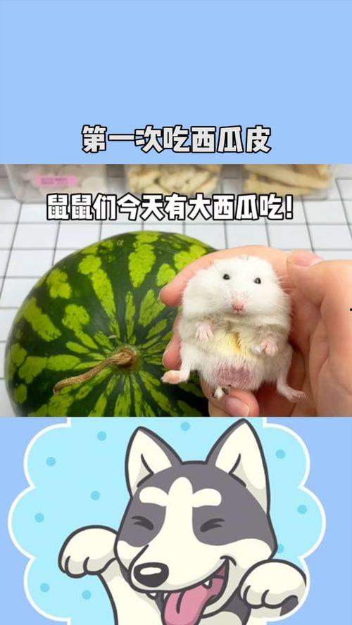 怀孕鼠瓜可以吃吗,安全与营养两不误