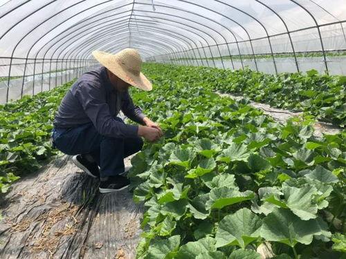 冒雨童年吃瓜,瓜香满溢的甜蜜回忆