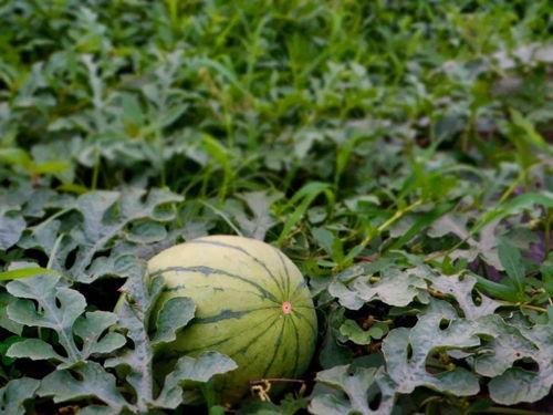 乡村吃瓜50字,夏日里的悠闲时光