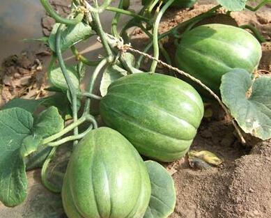 吃伏瓜会致癌,吃伏瓜致癌真相与科学防护