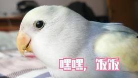 牡丹鹦鹉吃瓜了,吃瓜记