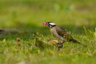 傈僳歌曲遛鸟视频吃瓜