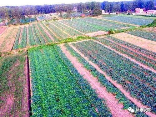 吃瓜吴,揭秘娱乐圈背后的那些事儿