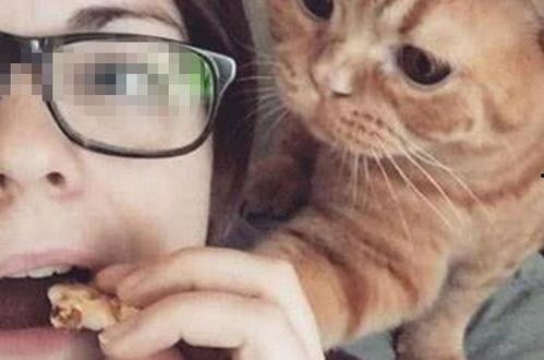 在猫面前吃瓜,瓜田里的欢乐时光