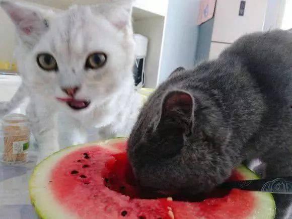 在猫面前吃瓜,瓜田里的欢乐时光