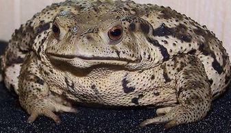 大蛤蟆看吃瓜,揭秘网络热点的背后真相  第2张