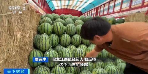 东宁吃瓜  第3张