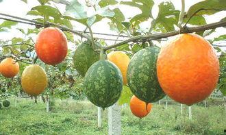 吊瓜里面可以吃吗怎么吃,揭秘吊瓜食用方法与口感享受