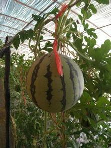 吊瓜里面可以吃吗怎么吃,揭秘吊瓜食用方法与口感享受  第2张