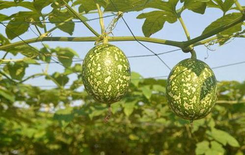 吊瓜里面可以吃吗怎么吃,揭秘吊瓜食用方法与口感享受  第3张