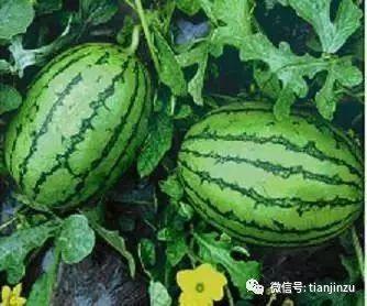 吃瓜水果网址,带你领略水果界的缤纷世界  第1张