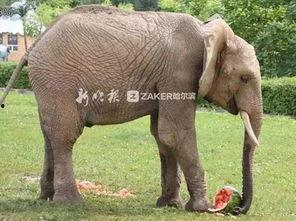 学大象吃瓜  第2张