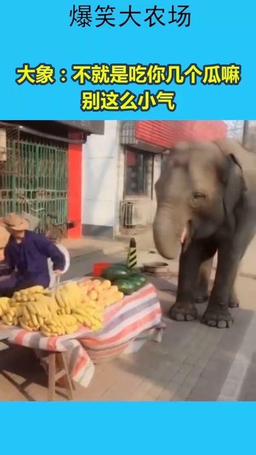 学大象吃瓜  第3张