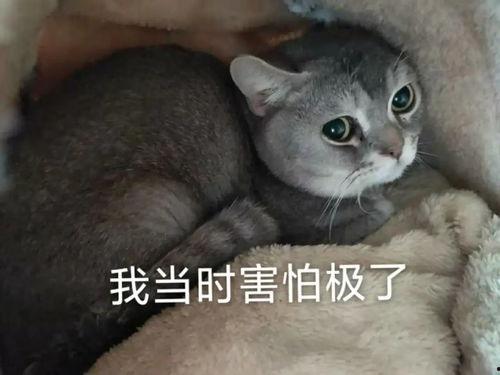 小飞鼠吃瓜  第3张