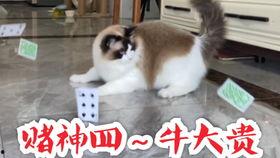吃瓜群众榴莲猫,揭秘网红宠物的独特魅力