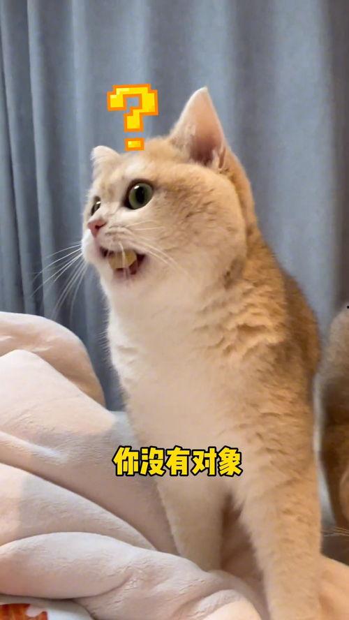 吃瓜群众榴莲猫,揭秘网红宠物的独特魅力  第2张