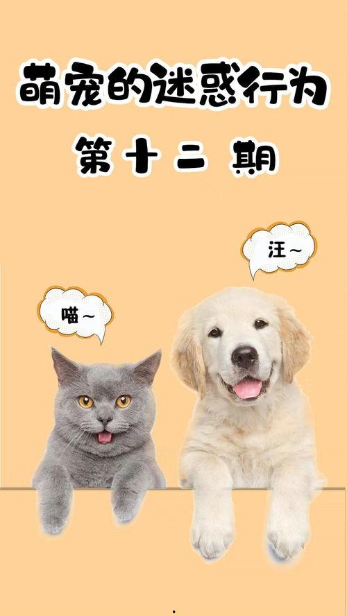 吃瓜群众榴莲猫,揭秘网红宠物的独特魅力  第3张